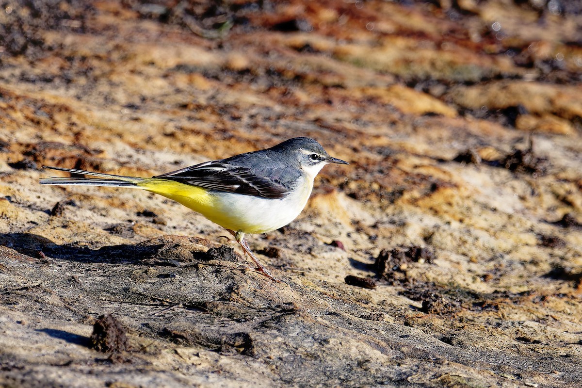 Gray Wagtail - ML646404076