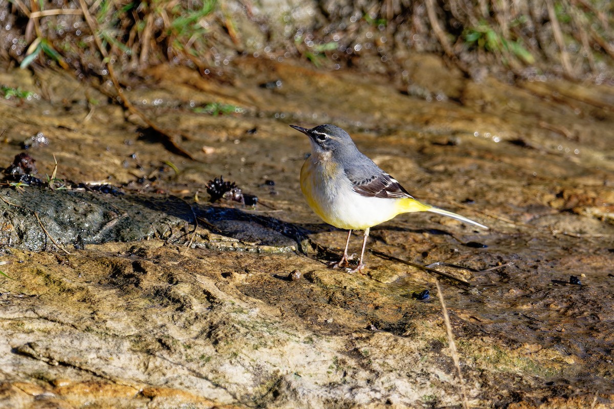 Gray Wagtail - ML646404077