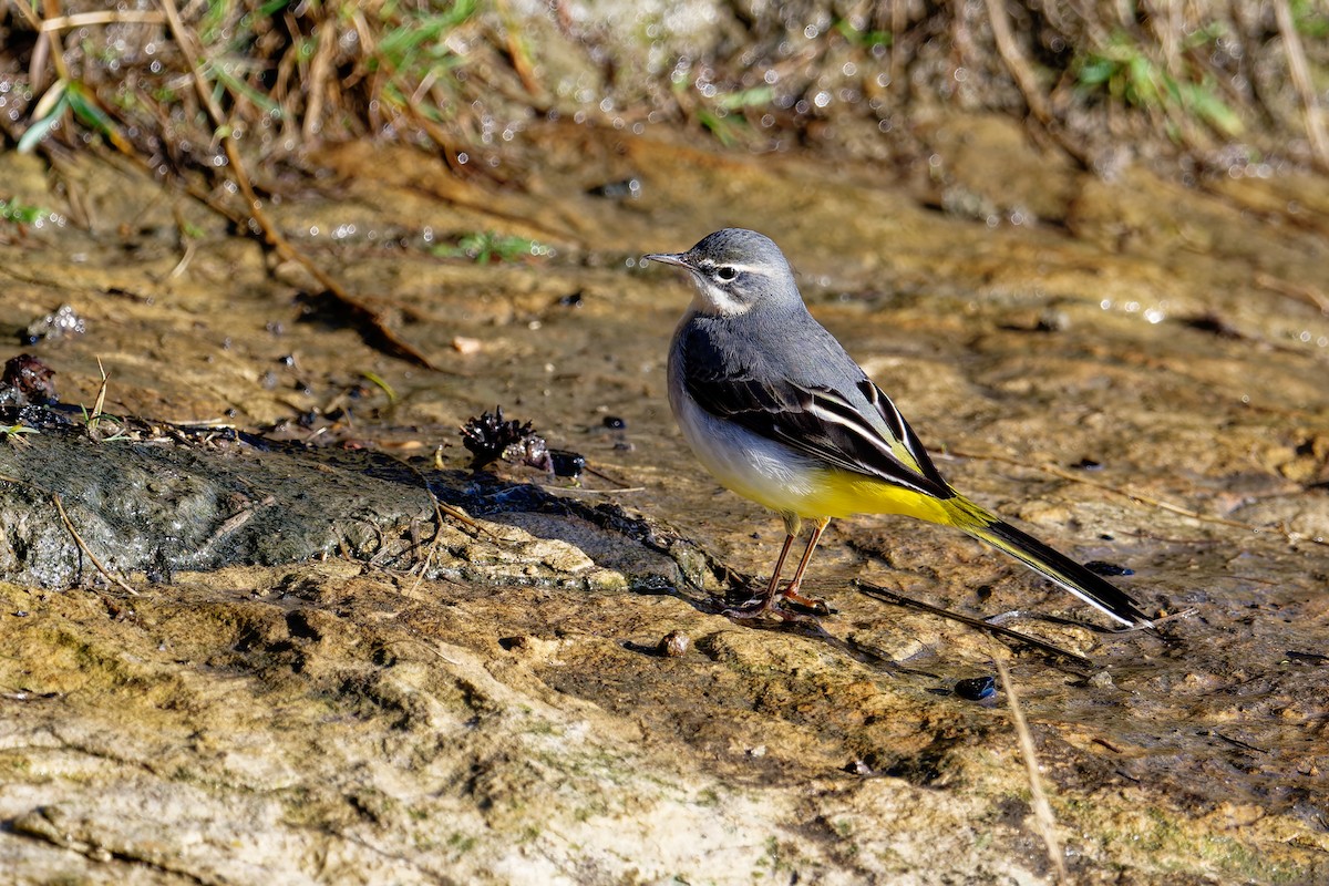 Gray Wagtail - ML646404081