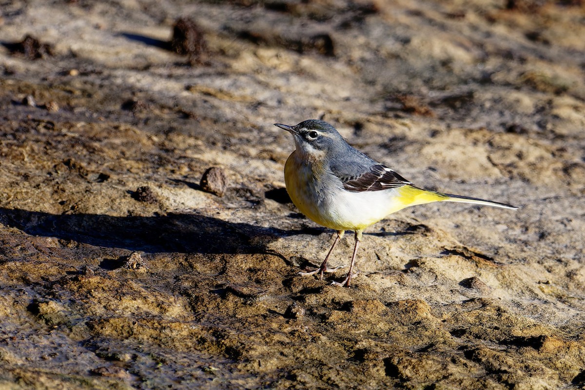 Gray Wagtail - ML646404082