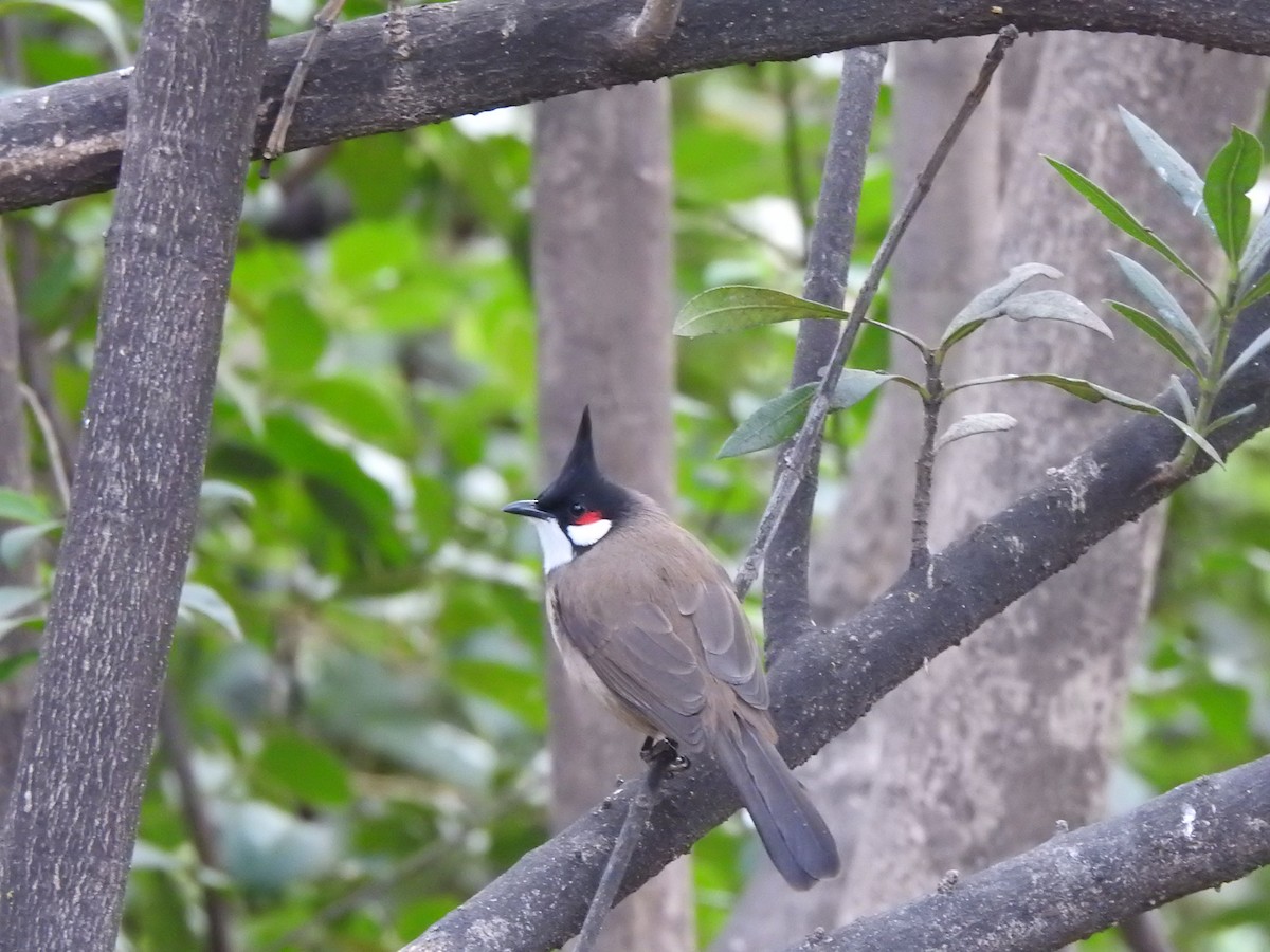 bulbul červenouchý - ML646404083