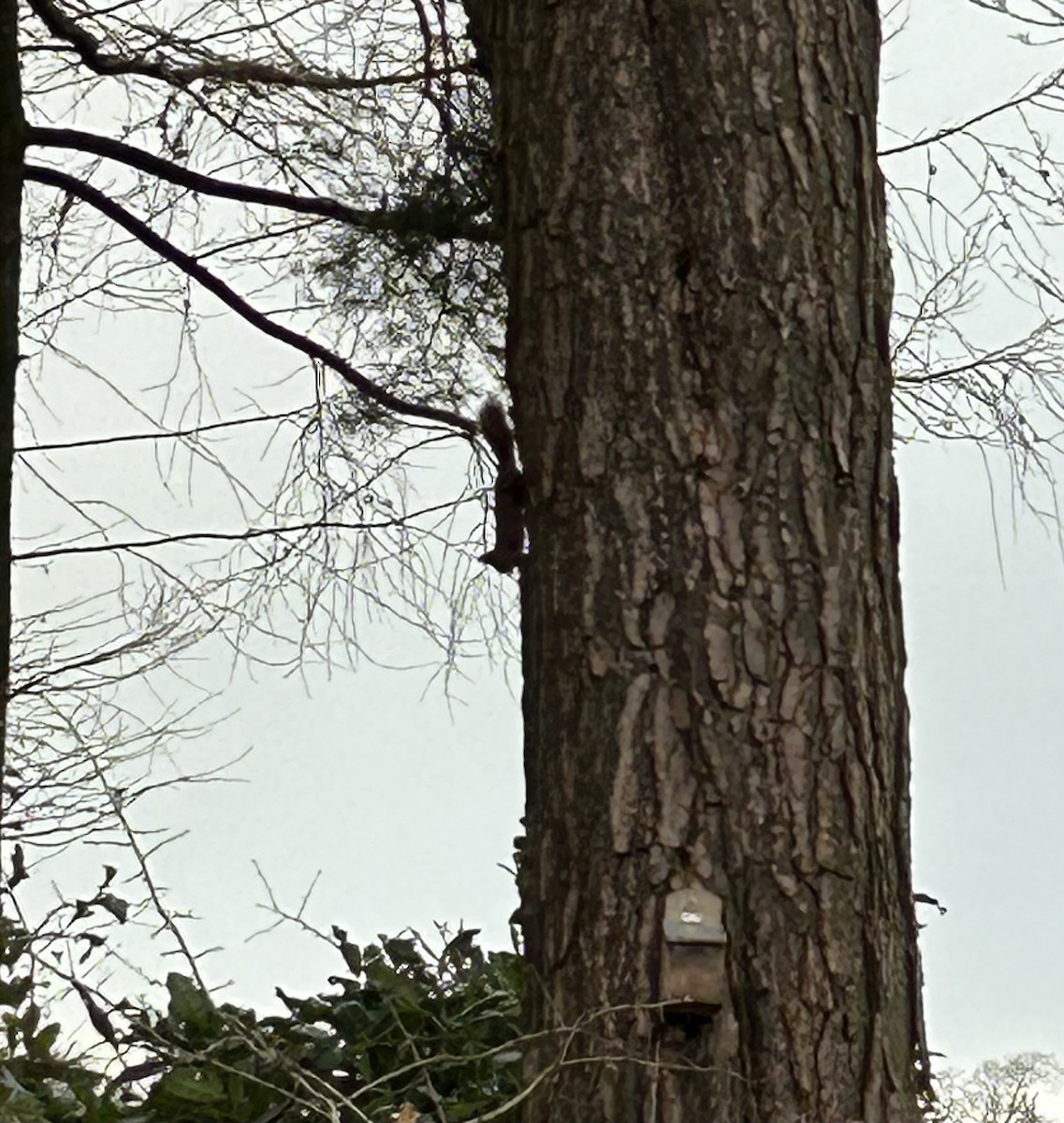 Animals - ML646404091