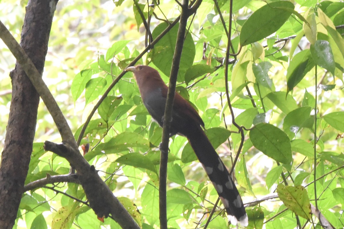 Common Squirrel-Cuckoo - ML646404094
