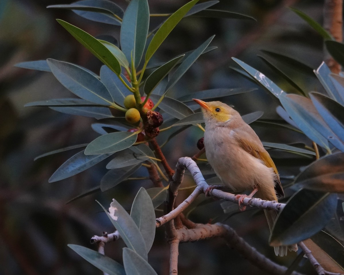 White-plumed Honeyeater - ML646404098