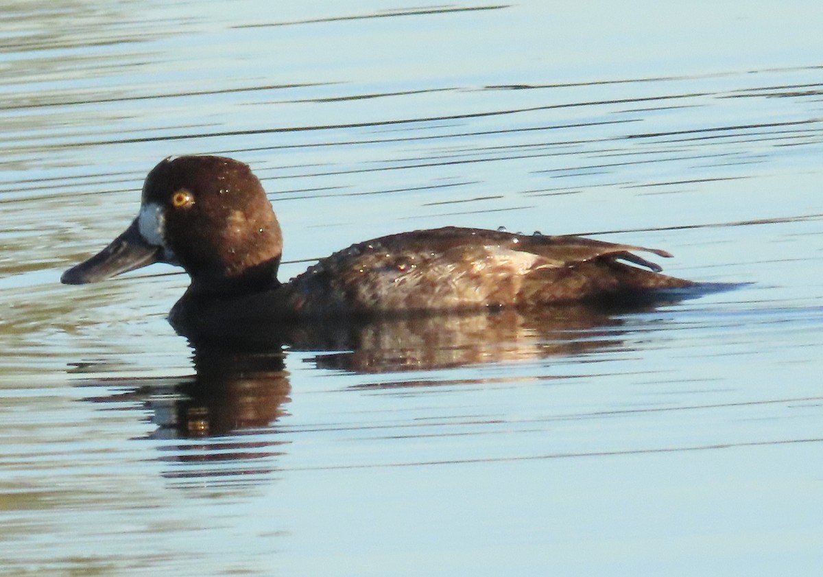 Petit Fuligule - ML646404099