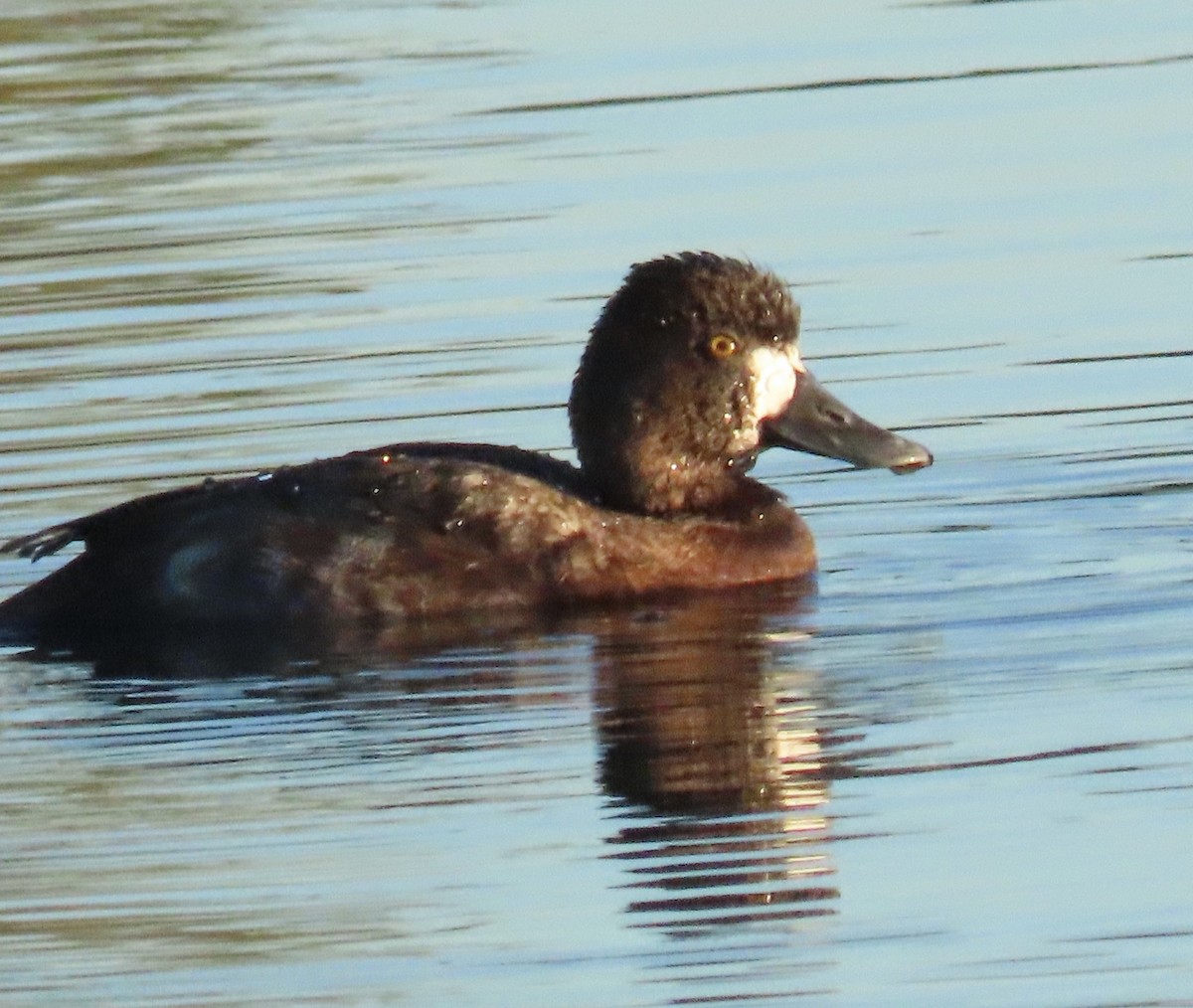 Petit Fuligule - ML646404100