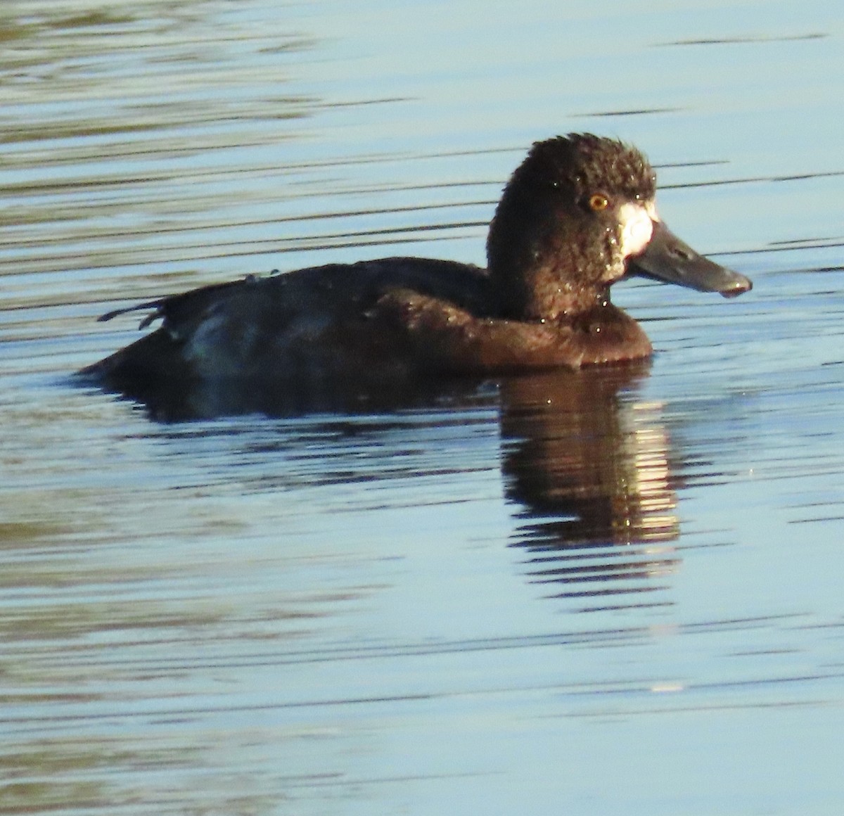 Petit Fuligule - ML646404101