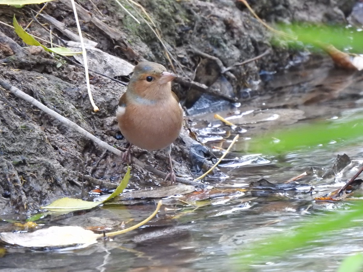 pěnkava obecná - ML646404102