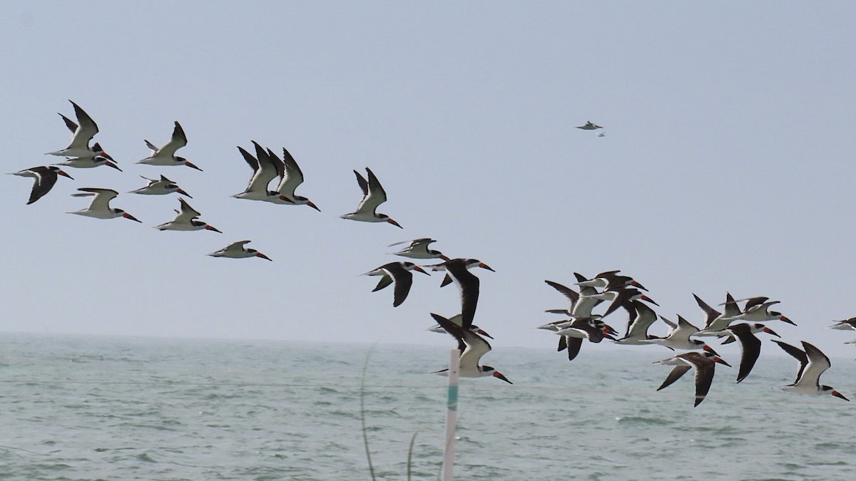 Black Skimmer - ML646404103
