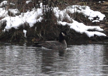 polargås - ML646404104