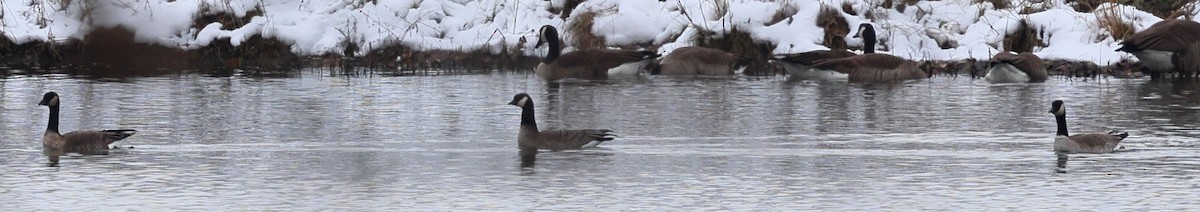 polargås - ML646404105