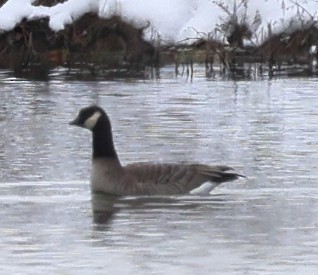 polargås - ML646404106