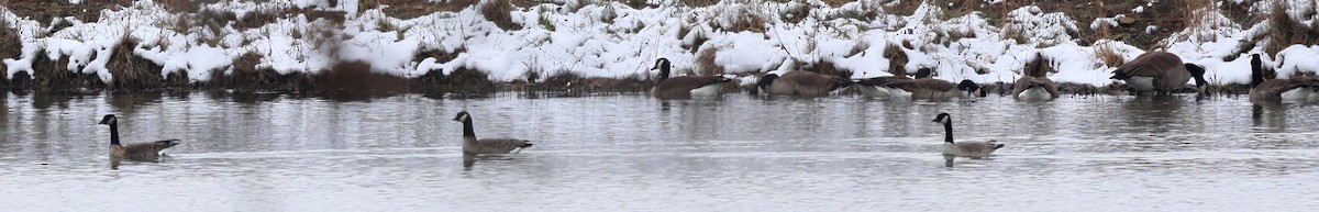 polargås - ML646404107