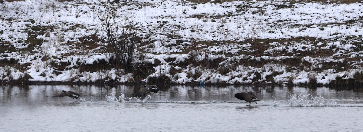 polargås - ML646404108