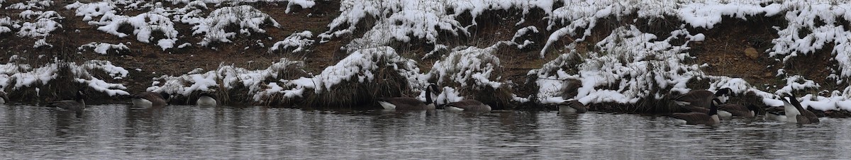 polargås - ML646404109