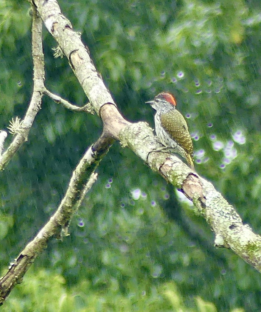 datel zlatoocasý - ML646404110