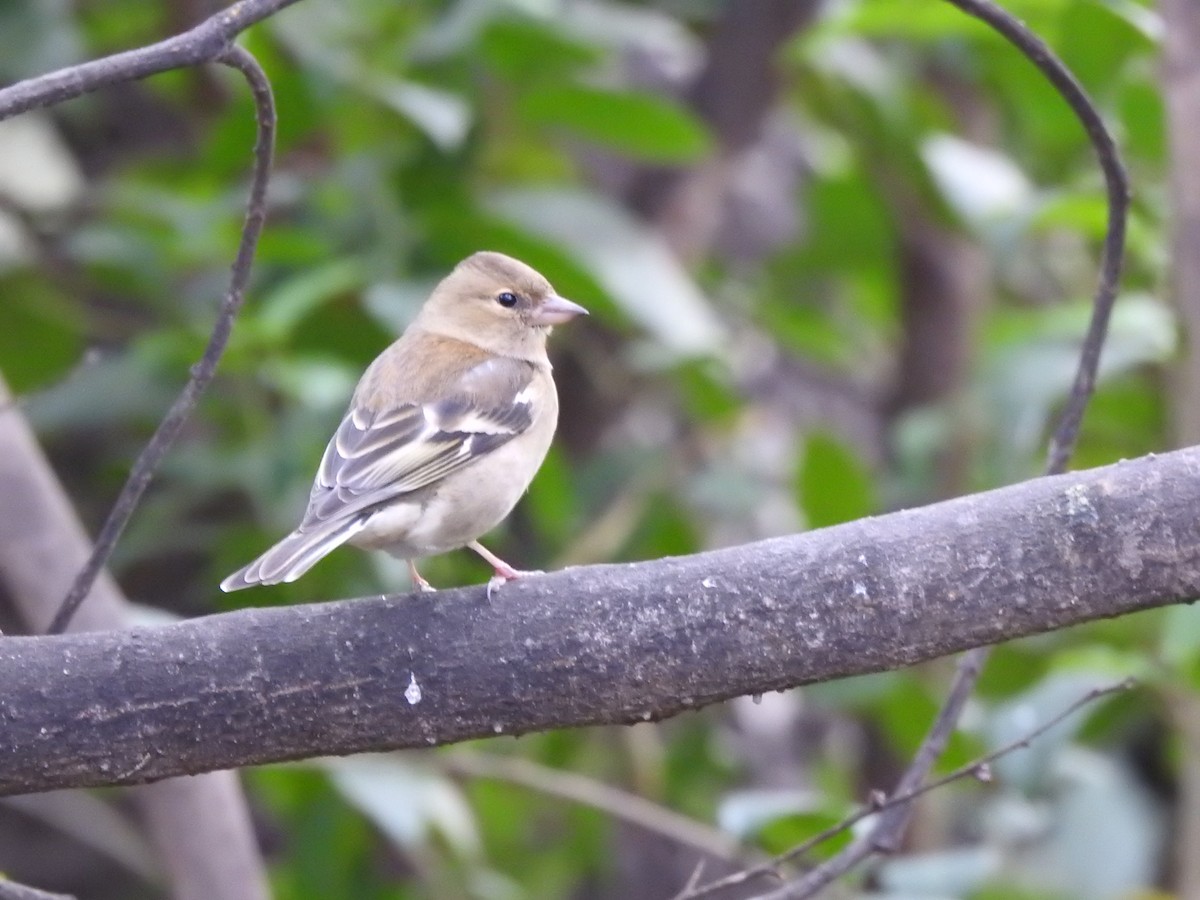 pěnkava obecná - ML646404112