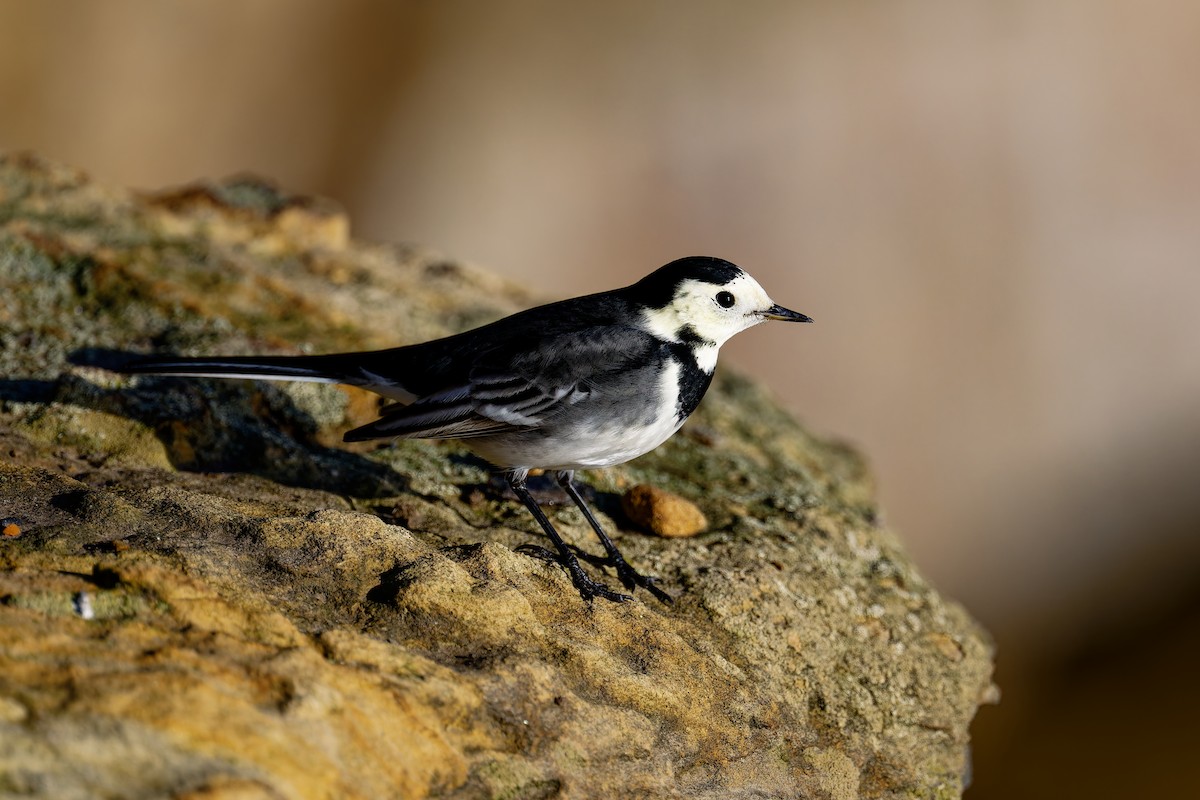 White Wagtail (British) - ML646404115