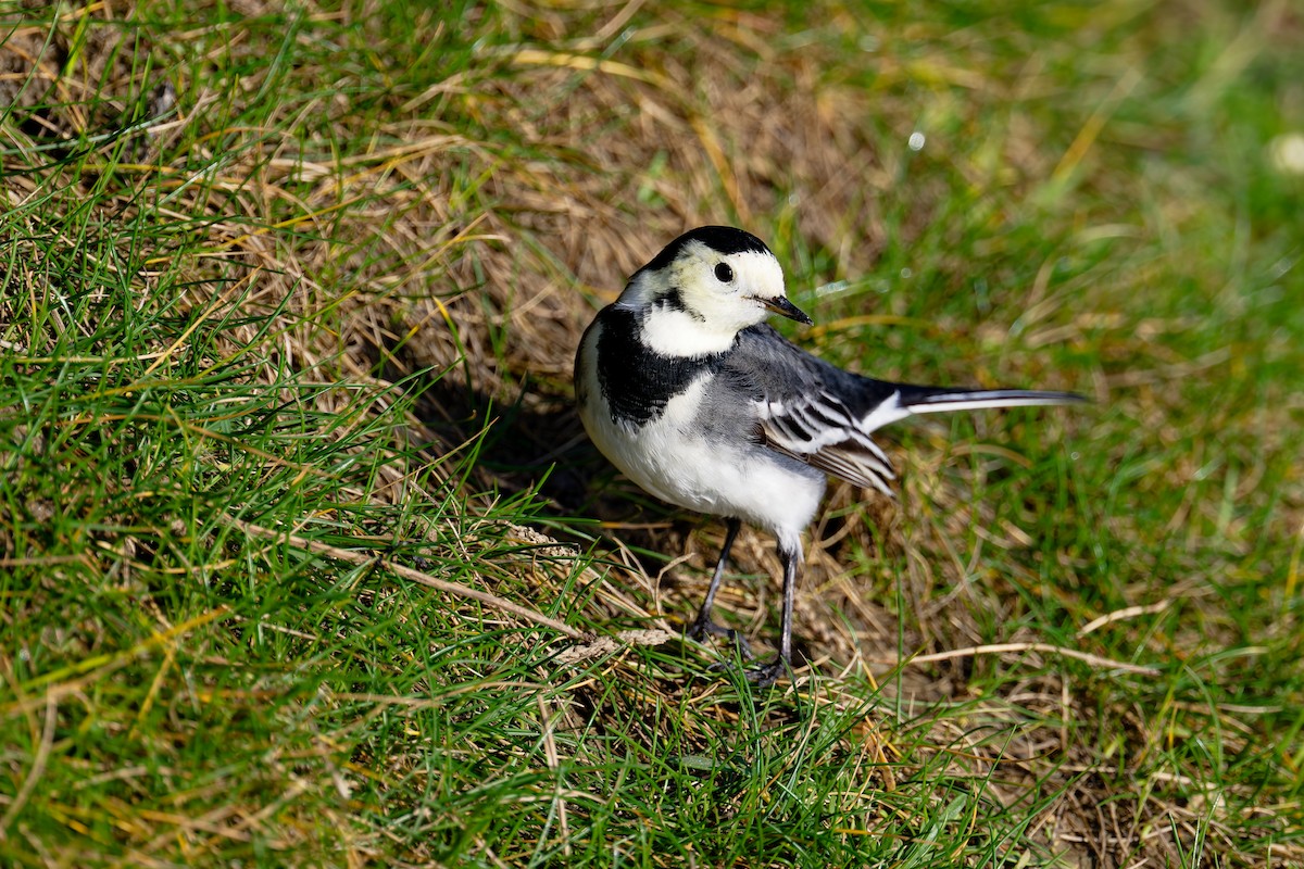 konipas bílý (ssp. yarrellii) - ML646404116