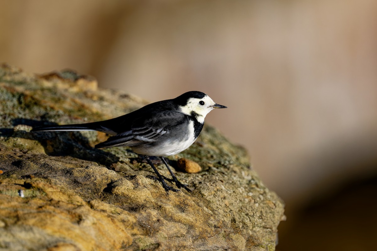 konipas bílý (ssp. yarrellii) - ML646404117