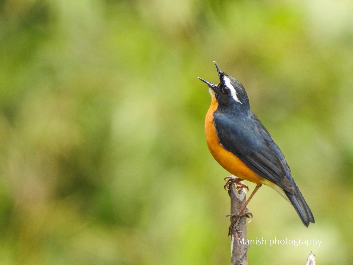 Rossignol indien - ML646404122