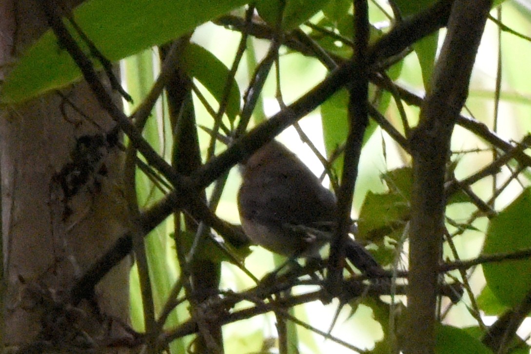 Long-billed Gnatwren - ML646404125