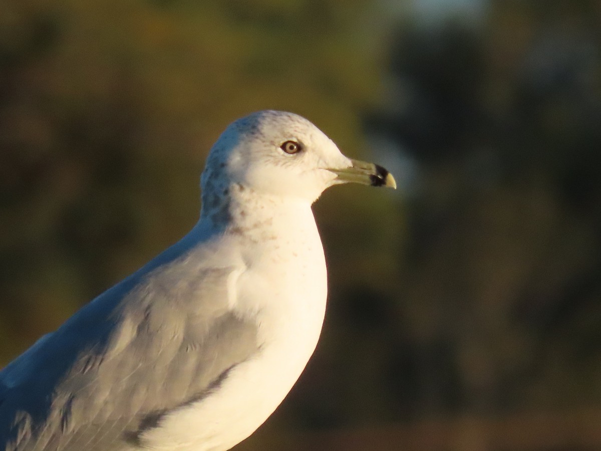 Ring-billed Gull - ML646404126