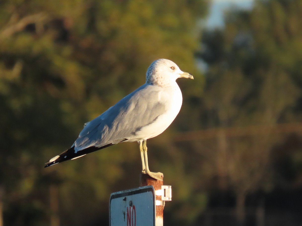 Ring-billed Gull - ML646404127