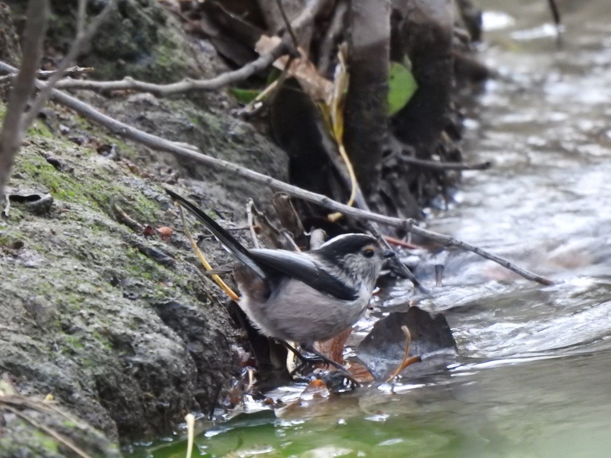 mlynařík dlouhoocasý - ML646404128