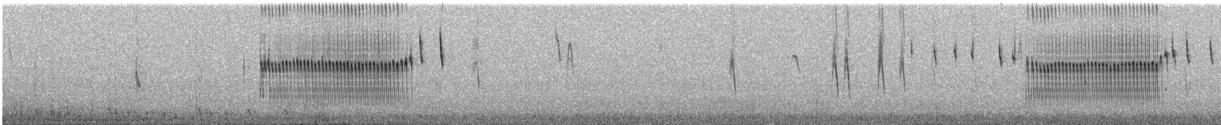 Blassbauch-Uferwipper - ML646404130