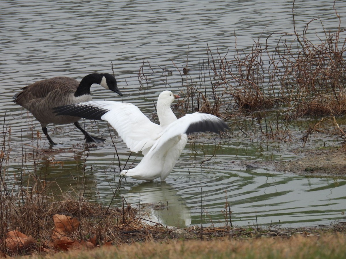 Ross's Goose - ML646404131