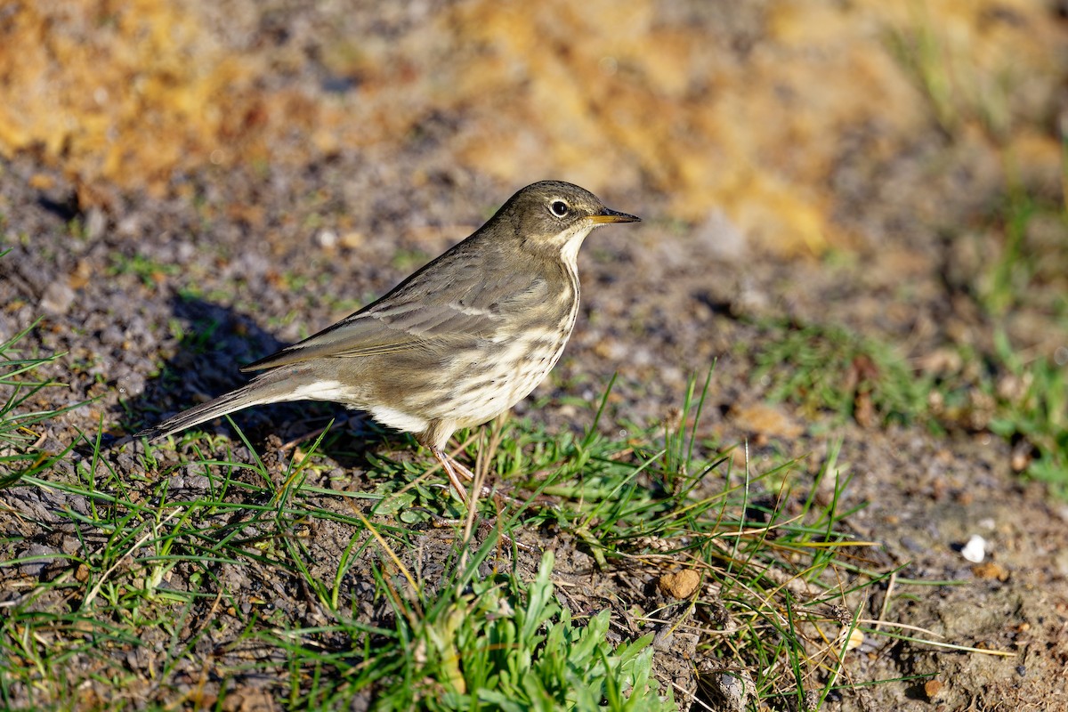 Rock Pipit - ML646404132