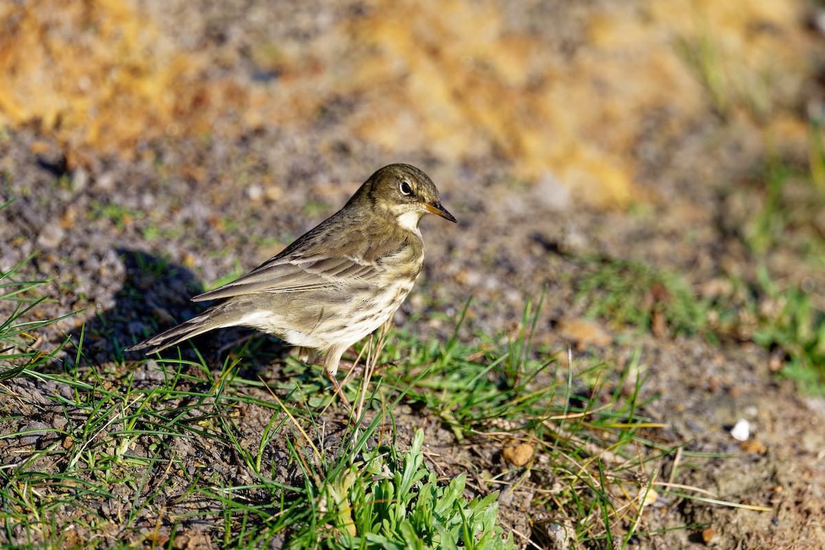 Rock Pipit - ML646404133