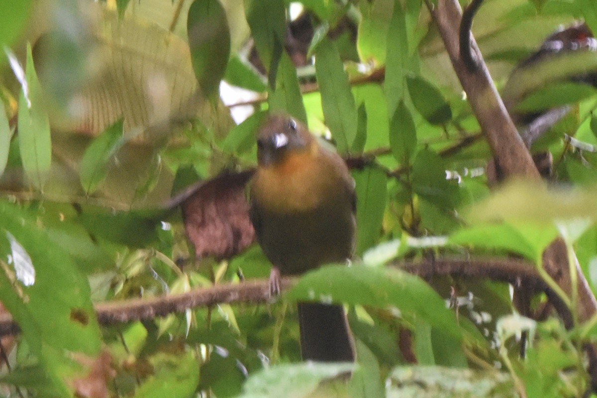 Red-throated Ant-Tanager - ML646404134