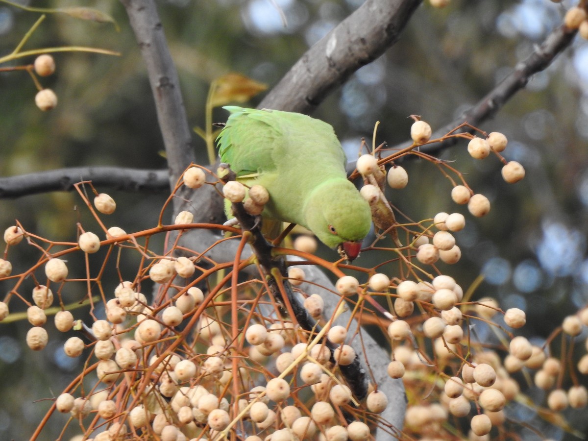 alexandr malý - ML646404135