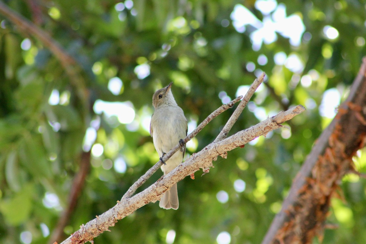 Caribbean Elaenia - ML646404136