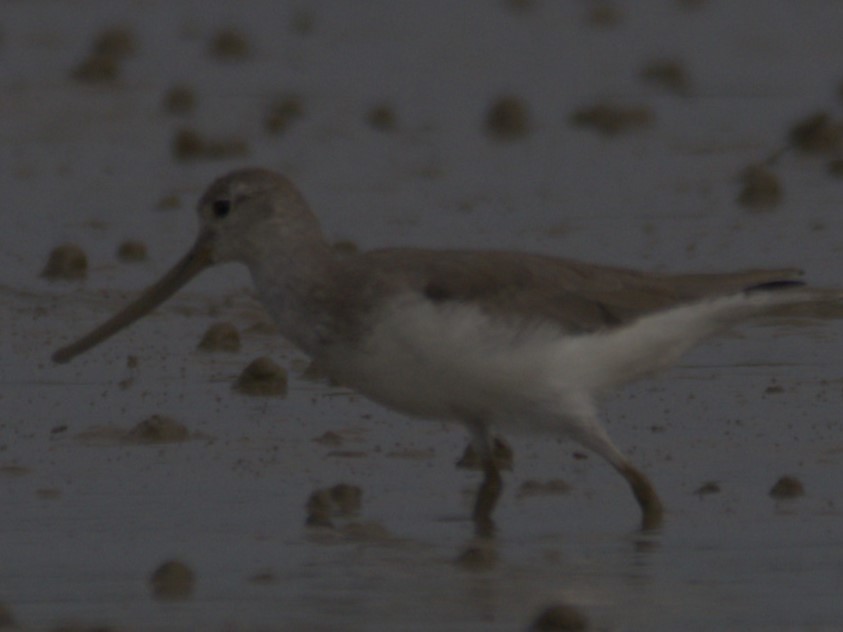 Terek Sandpiper - ML646404139