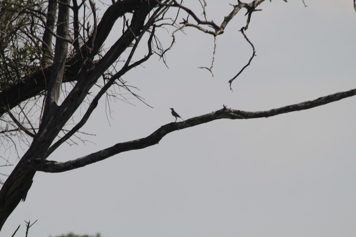 Long-billed Pipit - ML646404142