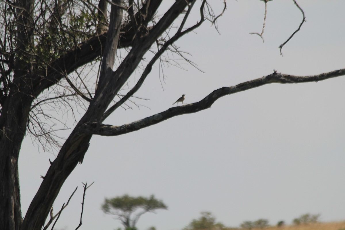 Long-billed Pipit - ML646404143