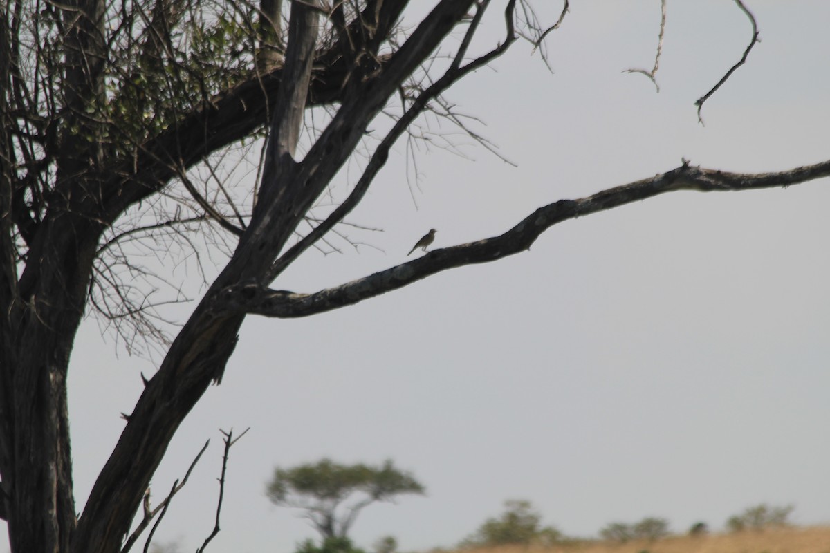 Long-billed Pipit - ML646404144