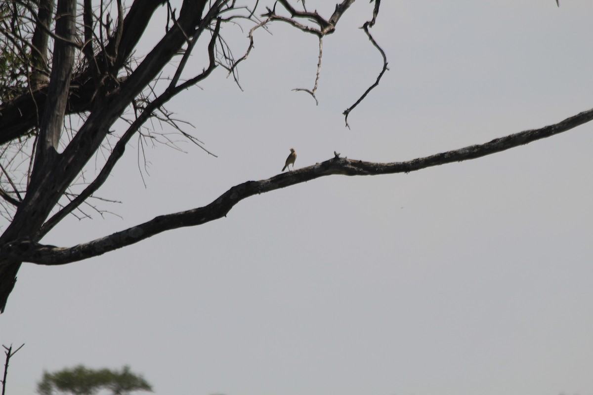 Long-billed Pipit - ML646404145