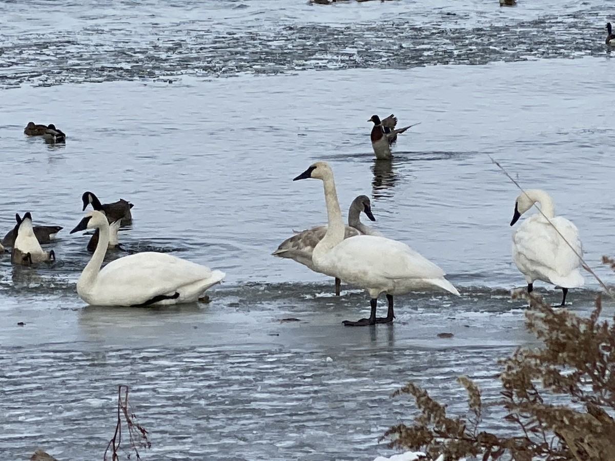 Trumpeter Swan - ML646404146