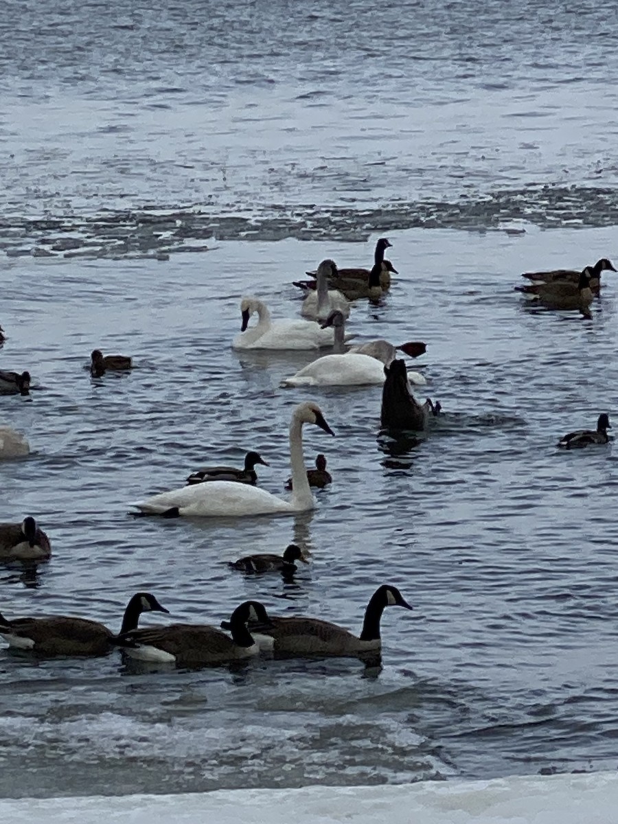 Trumpeter Swan - ML646404147