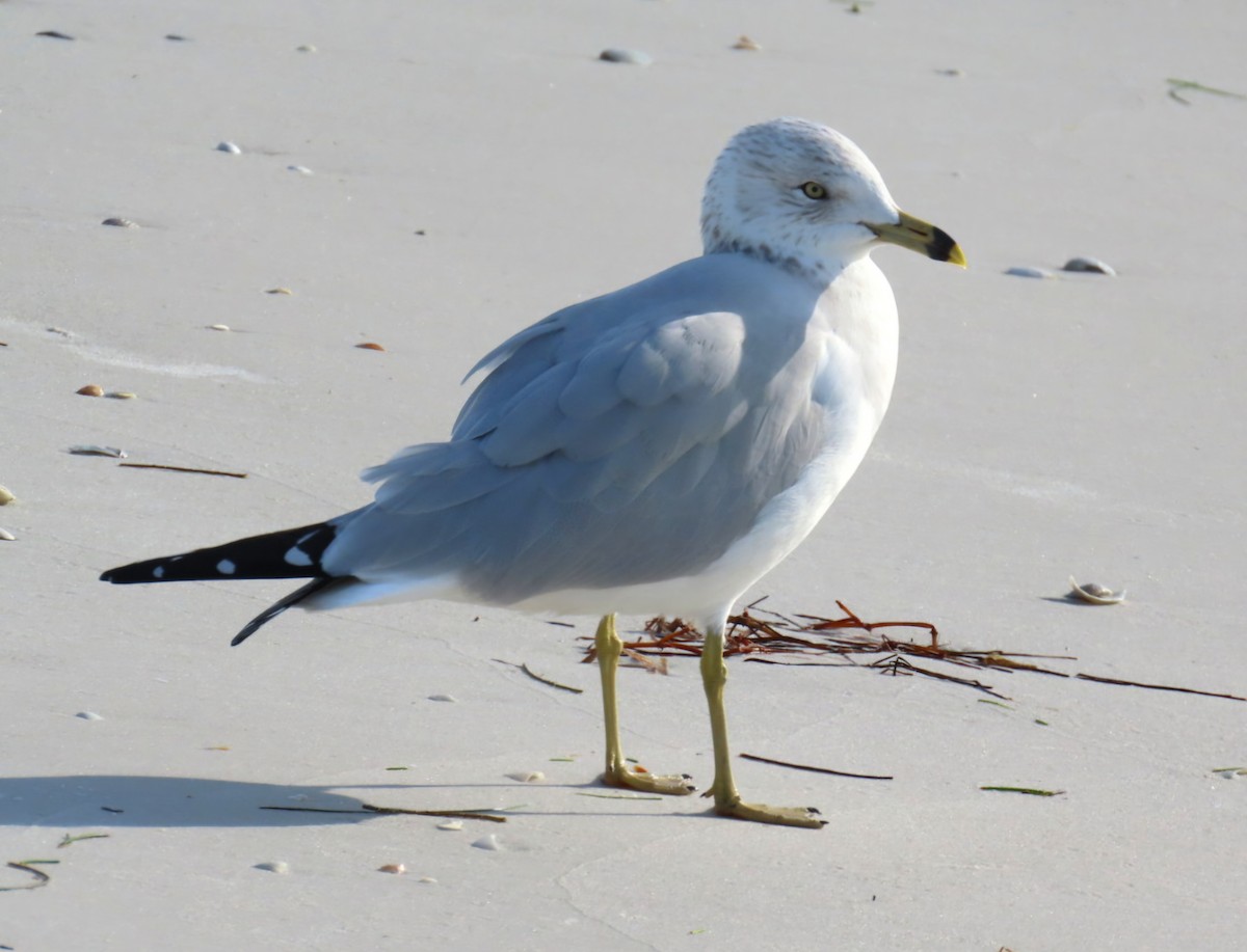 Ring-billed Gull - ML646404148