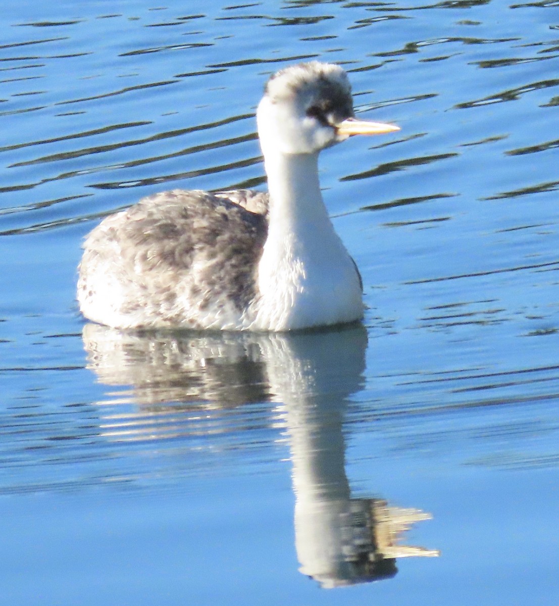 Clark's Grebe - ML646404154
