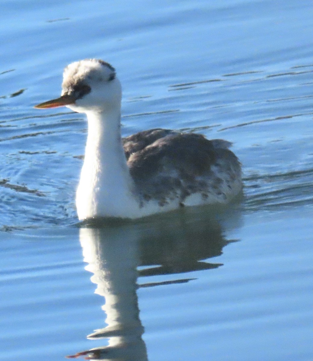 Clark's Grebe - ML646404155