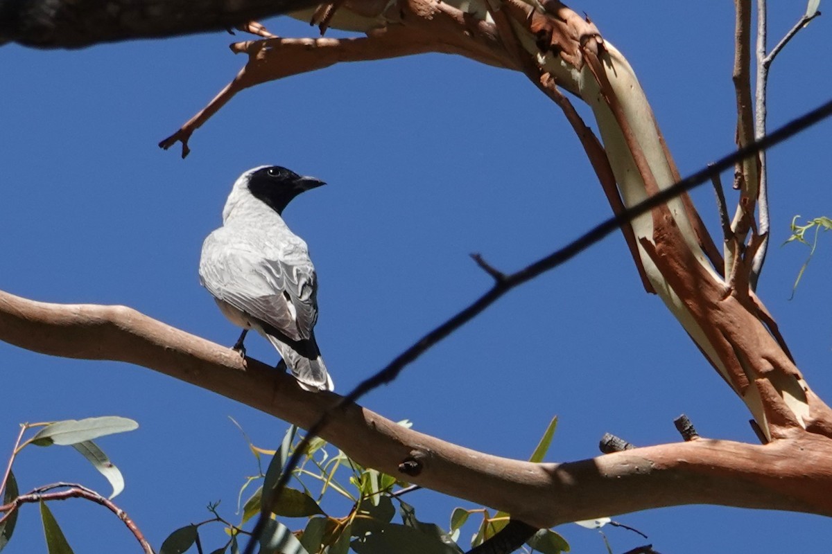 Black-faced Cuckooshrike - ML646404156