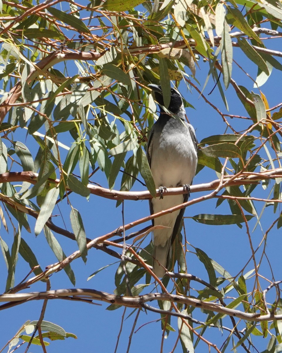 Black-faced Cuckooshrike - ML646404157