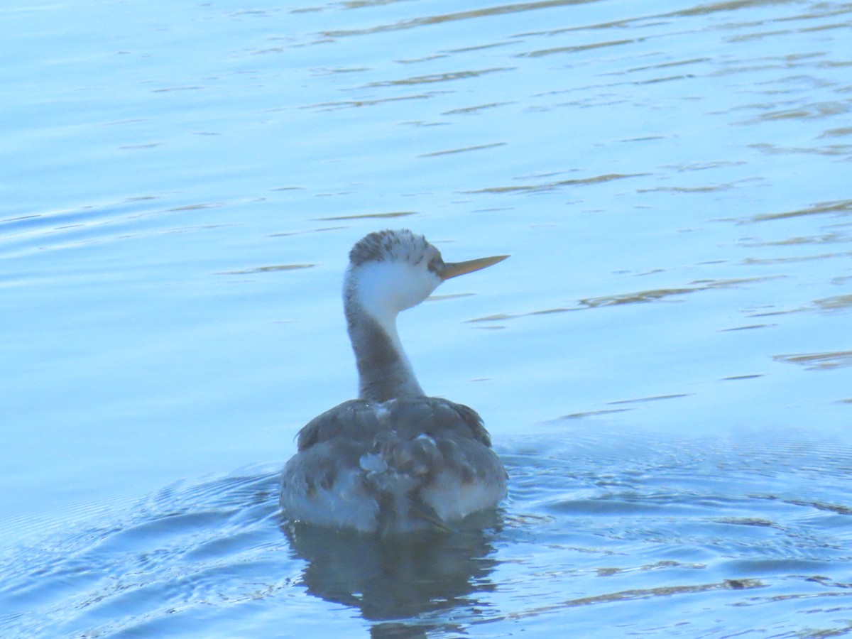 Clark's Grebe - ML646404158