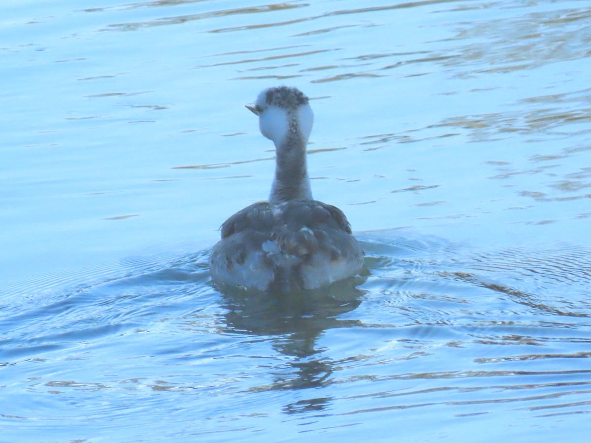 Clark's Grebe - ML646404159